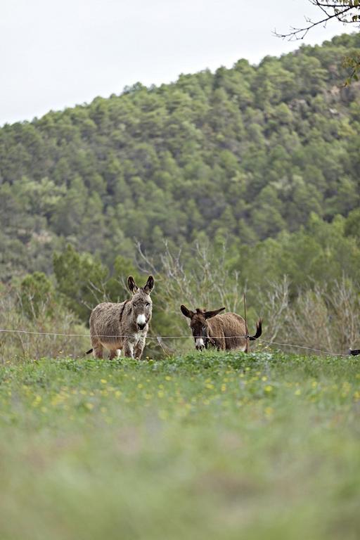 Masia Ca L'Anima Hotel La Baronia de Rialb Quarto foto